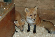 foxcubs.jpg
