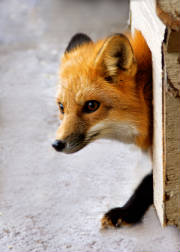 foxvertical2.jpg