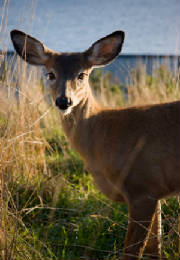 deer1.jpg