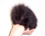porcupinebaby.jpg