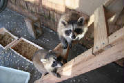 raccoons2onladder.jpg