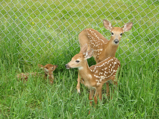 3fawns.gif