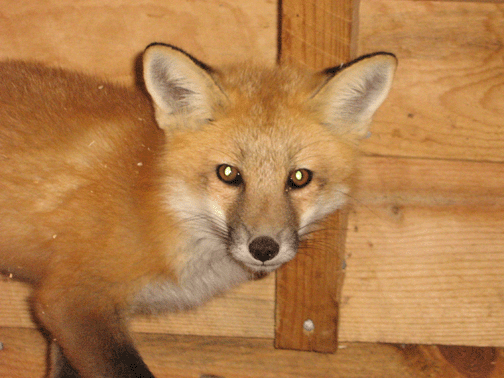 fox10.gif