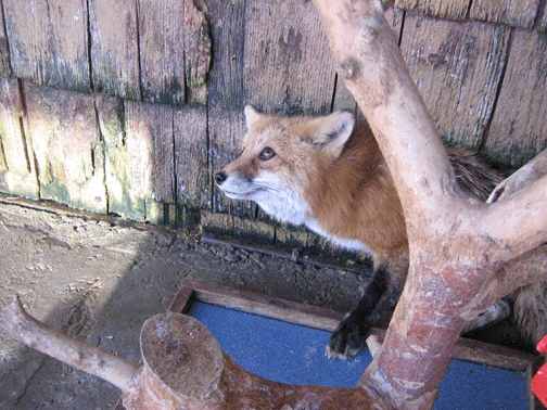 fox11.gif