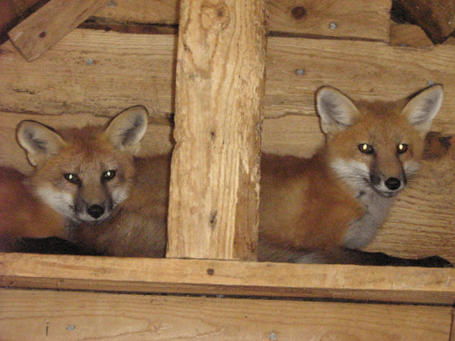 fox2.gif