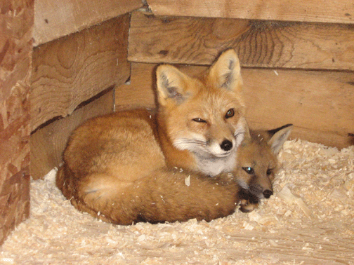 fox3.gif