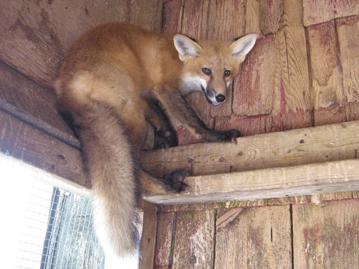 fox6.gif