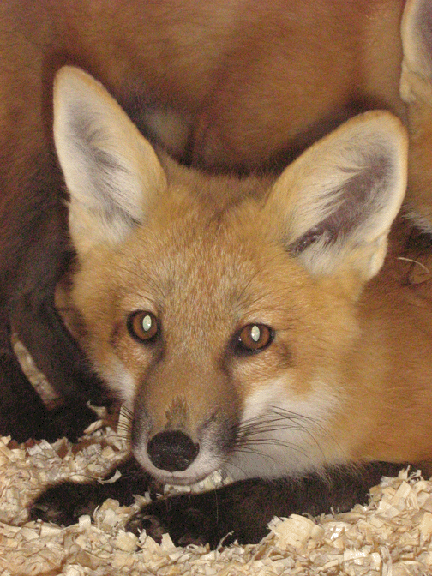 fox7.gif