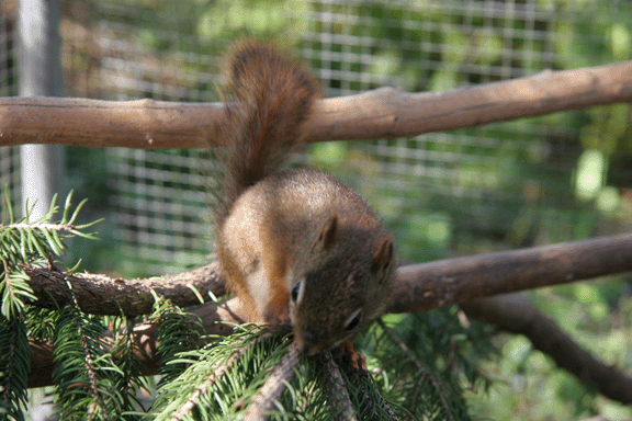 squirrel1.gif