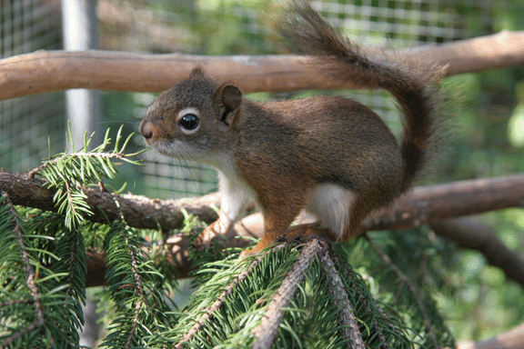 squirrel3.gif