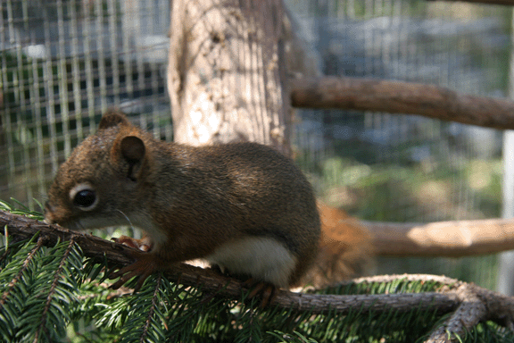 squirrel5.gif