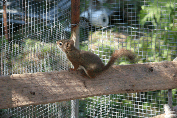 squirrel9.gif