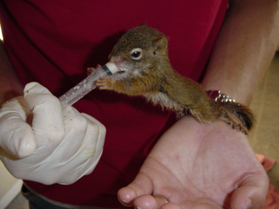 squirrelbaby1.gif